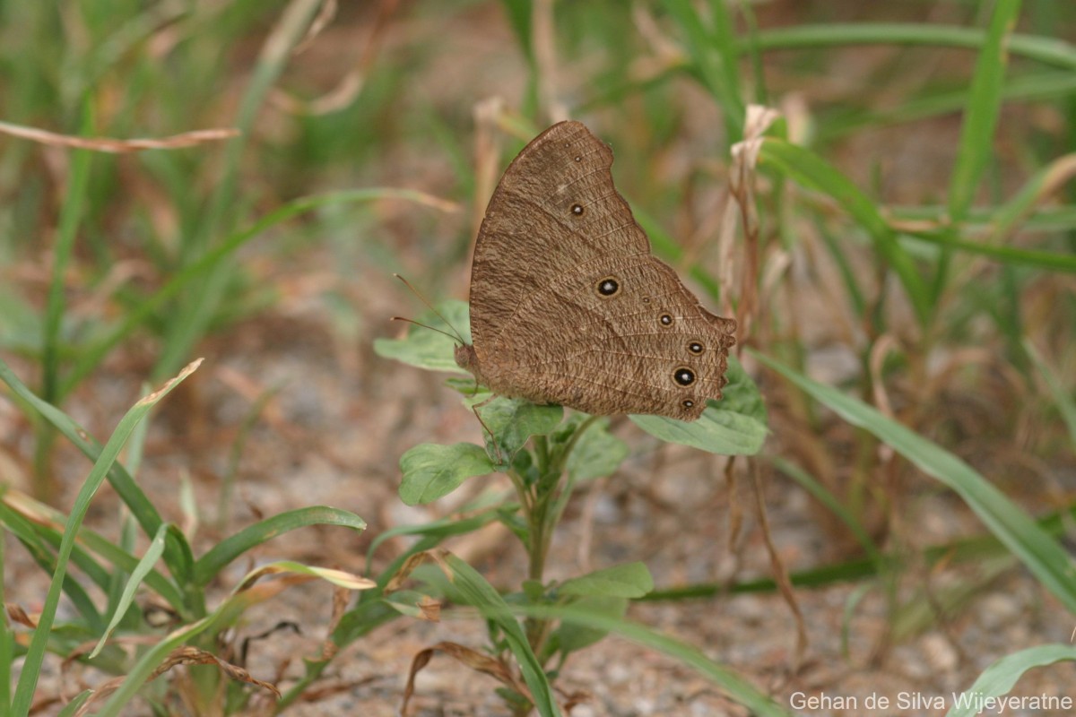 Melanitis leda Linnaeus, 1763